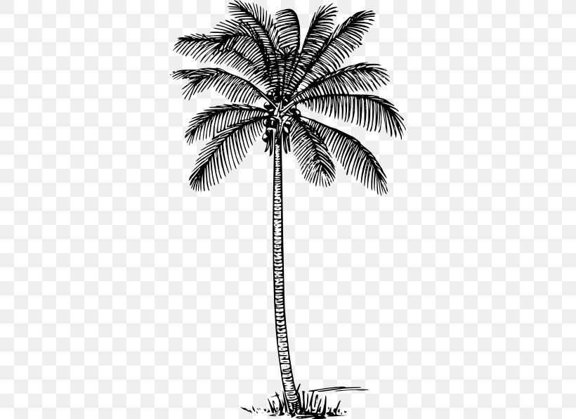 Drawing Arecaceae Line Art Clip Art, PNG, 336x596px, Drawing, Arecaceae, Arecales, Art, Black And White Download Free