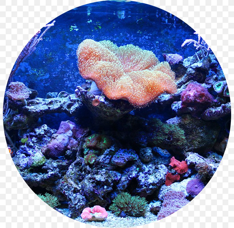 Reef Aquarium Aquariums Aquarium Filters Fish, PNG, 800x800px, Aquarium, Aquarium Filters, Aquarium Lighting, Aquariums, Clown Loach Download Free
