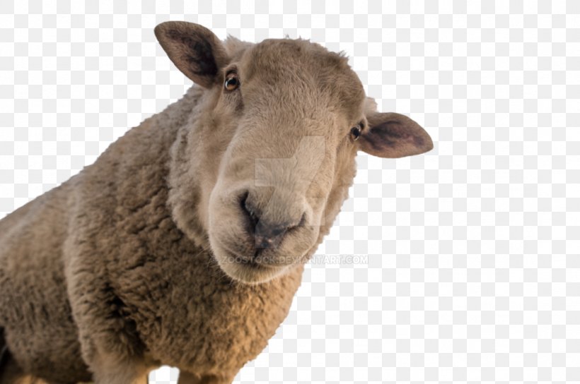 Sheep Shearing Goat Sheep Farming Wool, PNG, 1096x728px, Sheep, Earth, Face, Fawn, Goat Download Free