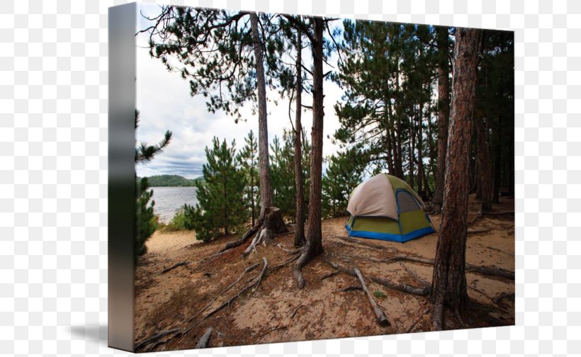 Camping Tent Vacation Tree Leisure, PNG, 650x504px, Camping, Landscape, Leisure, Park, Plant Download Free