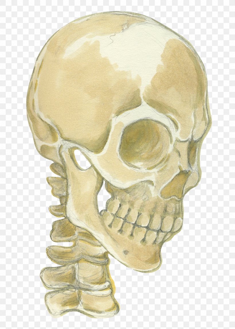 Jaw Skeleton Skull, PNG, 1073x1500px, Jaw, Bone, Head, Skeleton, Skull Download Free