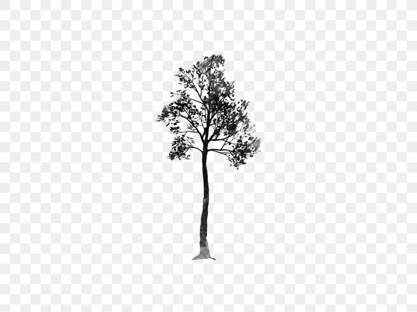 Desktop Wallpaper Tree Monochrome Photography, PNG, 1600x1200px, Tree, Black And White, Branch, Editing, Flowering Plant Download Free