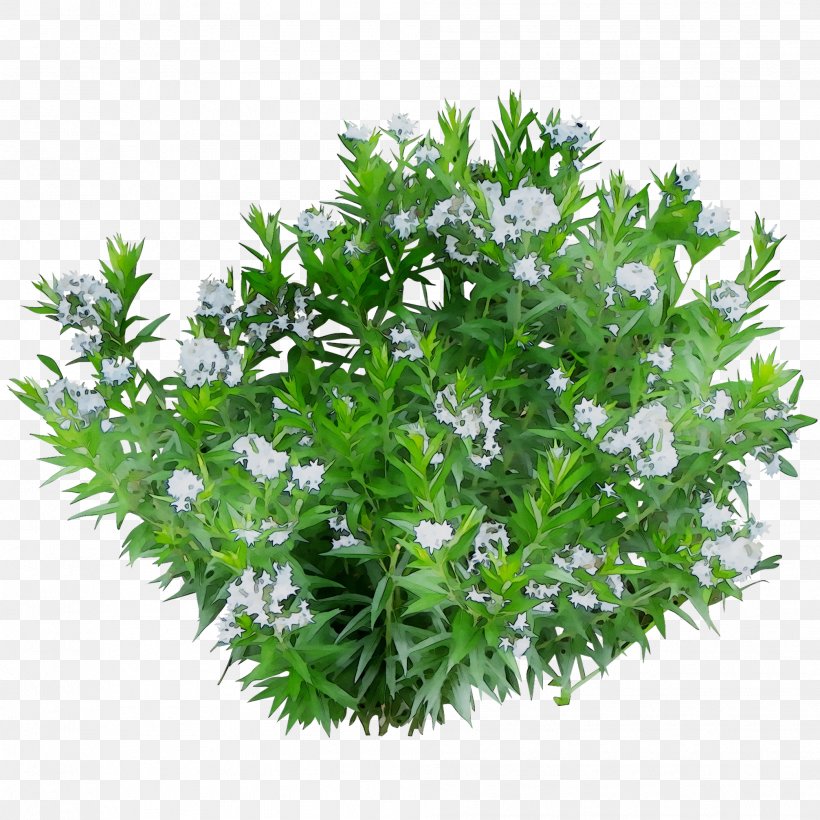 Dwarf Umbrella Tree Green And Blooming Plants Aquatic Plants Houseplant, PNG, 2013x2013px, Dwarf Umbrella Tree, Aquatic Plants, Beardtongues, Fines Herbes, Floristry Download Free