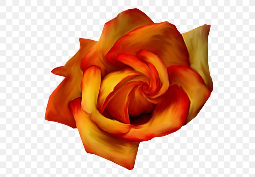 Garden Roses Beach Rose Flower Image, PNG, 600x570px, Garden Roses, Beach Rose, Cartoon, Chemical Element, Close Up Download Free