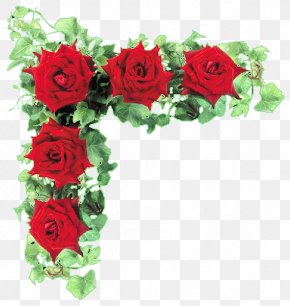 Rose - Garden Roses Cut Flowers PNG
