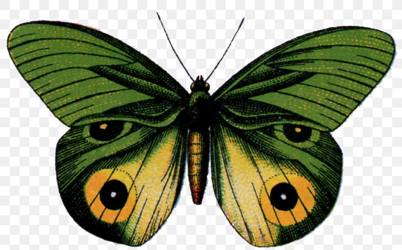 Butterfly - Monarch Butterfly Moth Gossamer-winged Butterflies Brush-footed Butterflies PNG