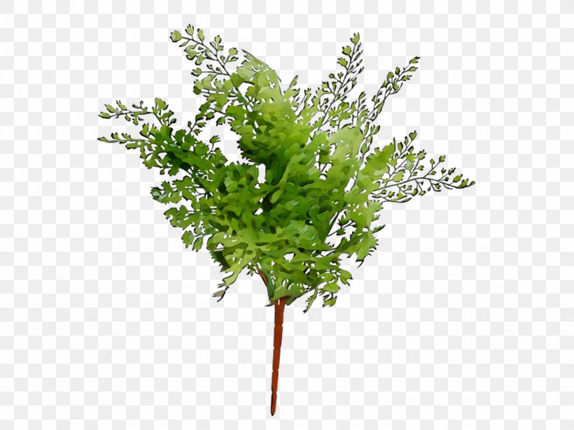 Twig Plant Stem Leaf Herb Plants, PNG, 1320x990px, Twig, Branch, Flower, Flowering Plant, Herb Download Free