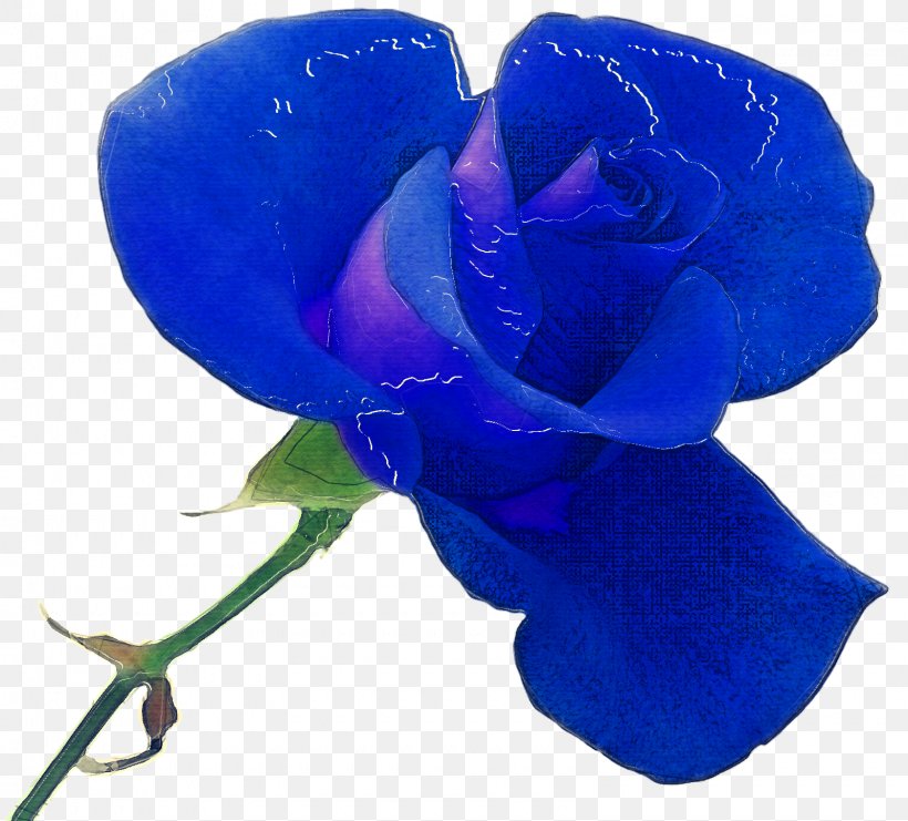 Blue Rose, PNG, 1600x1446px, Blue Rose, Blue, Cobalt Blue, Flower, Flowering Plant Download Free