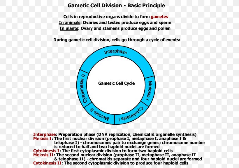 Cell Division Gamete Mitosis Meiosis, PNG, 600x575px, Cell, Antera, Area, Biology, Cell Division Download Free