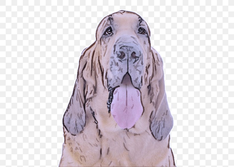 Dog Dog Breed Bloodhound Basset Hound Giant Dog Breed, PNG, 565x585px, Dog, Basset Hound, Bloodhound, Dog Breed, Giant Dog Breed Download Free