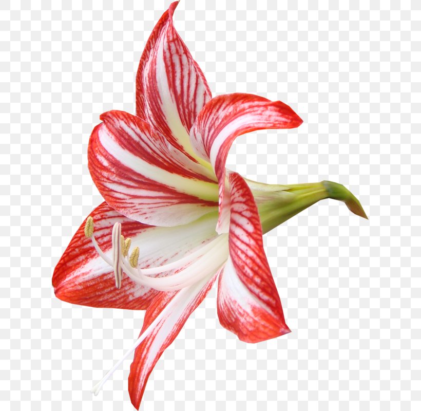Lilium Flower Red Clip Art, PNG, 617x800px, Lilium, Amaryllis Belladonna, Amaryllis Family, Blue, Color Download Free
