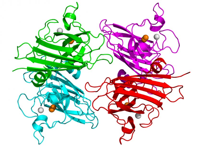 Superoxide Dismutase Enzyme SOD1 Disproportionation, PNG, 960x720px, Superoxide Dismutase, Amyotrophic Lateral Sclerosis, Antioxidant, Area, Art Download Free