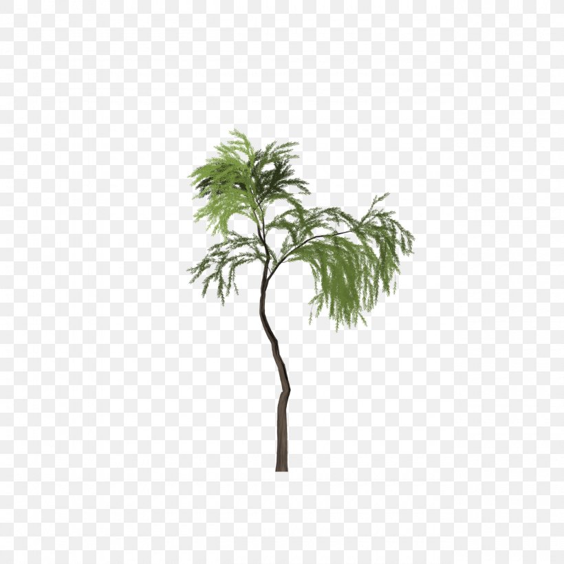 Asian Palmyra Palm Tree Salix Pierotii Clip Art, PNG, 1280x1280px, Asian Palmyra Palm, Arecales, Borassus Flabellifer, Branch, Flowering Plant Download Free