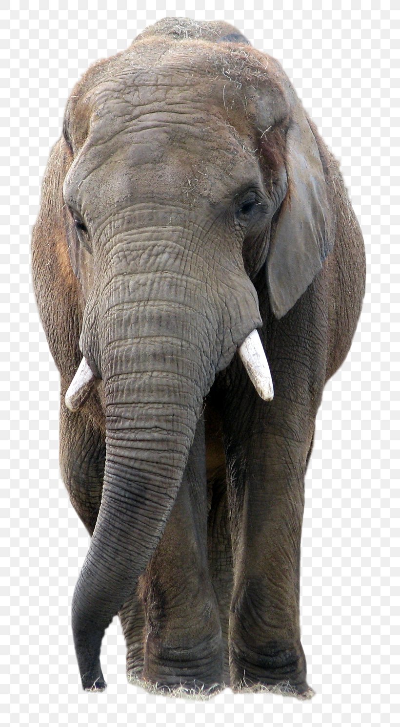 Elephant PaintShop Pro Icon, PNG, 746x1488px, African Bush Elephant, African Elephant, African Forest Elephant, Asian Elephant, Elephant Download Free
