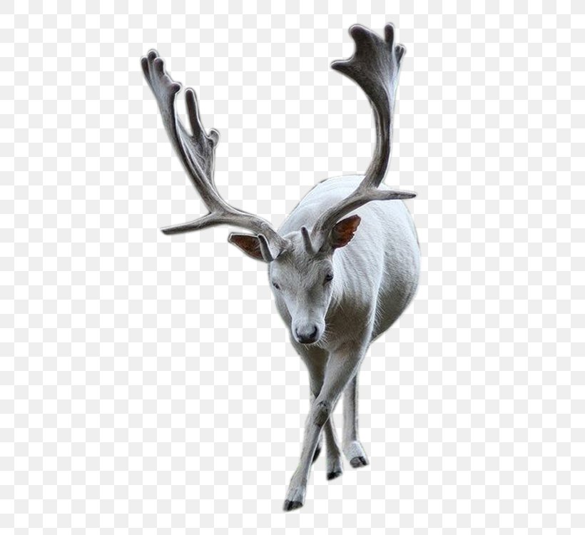 Elk Reindeer, PNG, 750x750px, Elk, Antler, Deer, Fauna, Fundal Download Free