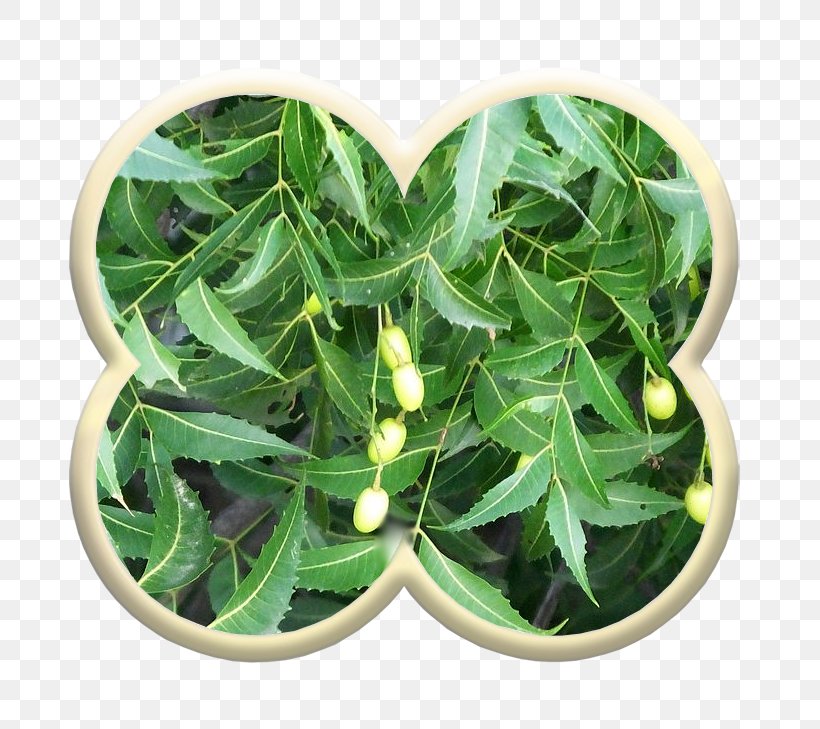 Leaf Neem Tree Plant Controlar La Diabetes Vascular Tissue, PNG, 748x729px, Leaf, Azadirachta, Flowerpot, Herb, Herbaceous Plant Download Free