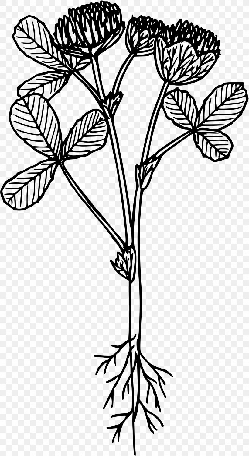 Line Art Drawing Flower Clip Art, PNG, 1314x2400px, Line Art, Black And White, Branch, Cut Flowers, Drawing Download Free