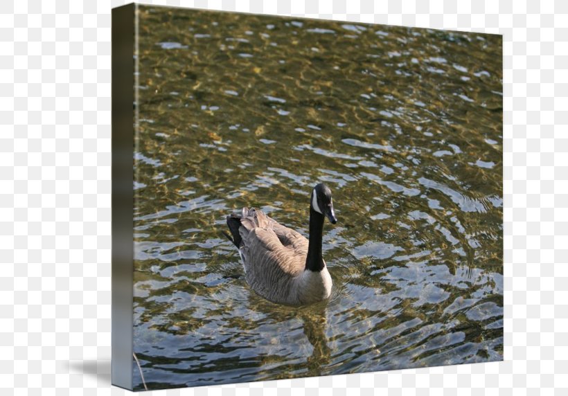 Mallard Goose Duck Fauna Beak, PNG, 650x572px, Mallard, Beak, Bird, Duck, Ducks Geese And Swans Download Free