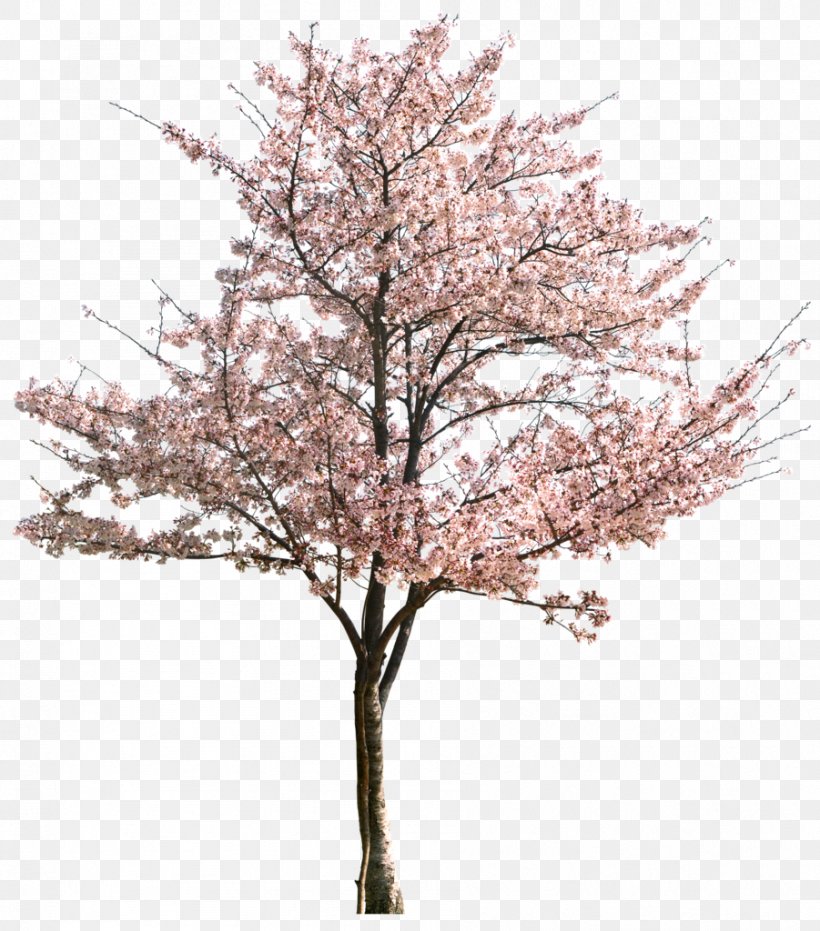 Plum Blossom Tree Sweet Cherry Prunus Serrulata Apricot, PNG, 901x1024px, Plum Blossom, Apricot, Blossom, Branch, Cherry Download Free
