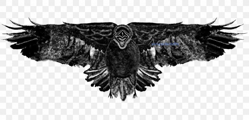 Bald Eagle Owl Buzzard Beak, PNG, 1600x776px, Bald Eagle, Accipitriformes, Beak, Bird, Bird Of Prey Download Free