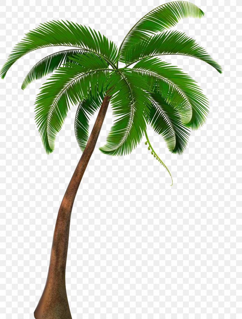 Coconut Arecaceae Tree, PNG, 912x1201px, Coconut, Arecaceae, Arecales, Borassus Flabellifer, Branch Download Free