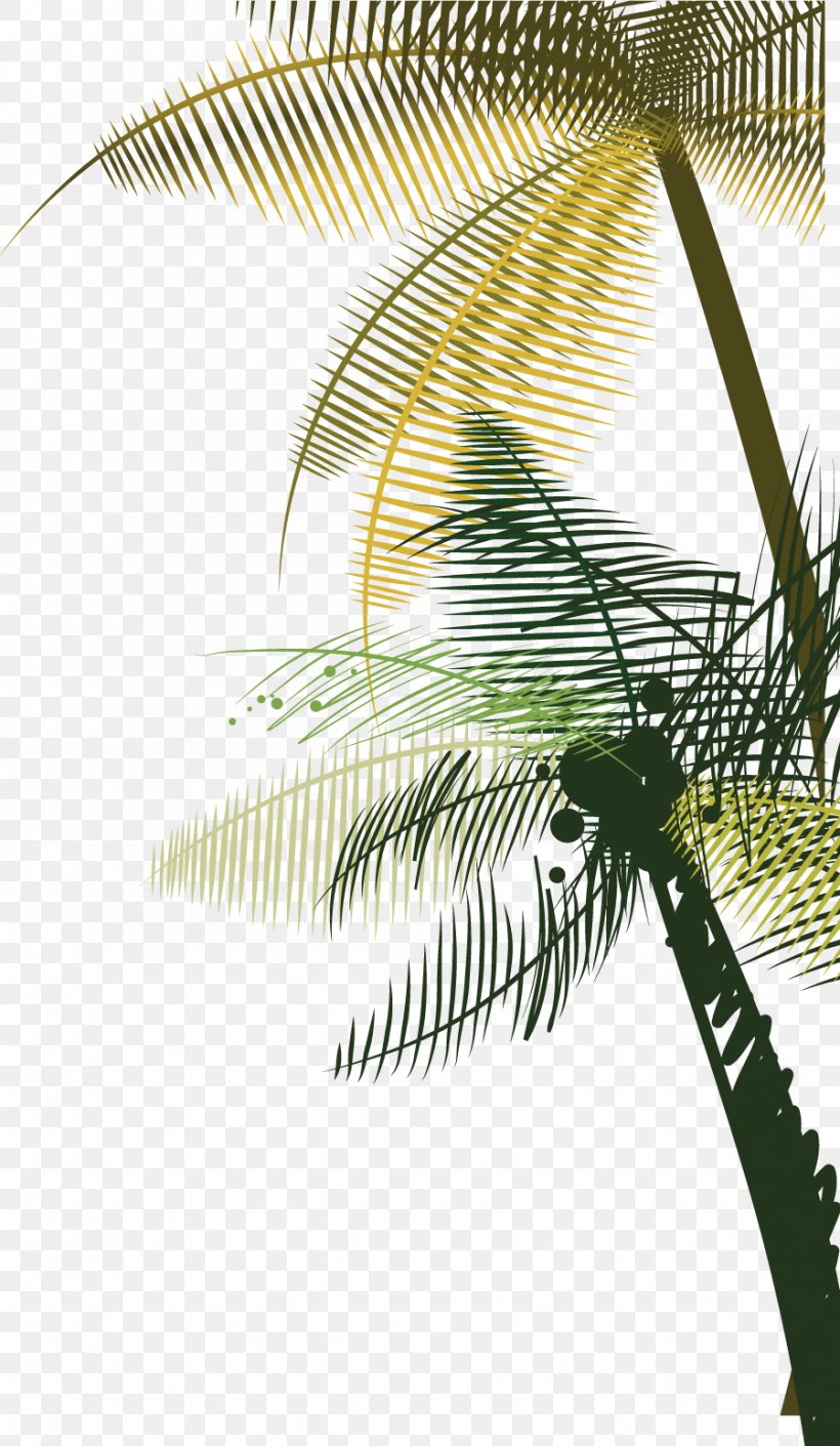 Coconut Tree Euclidean Vector, PNG, 899x1547px, Arecaceae, Arecales, Artworks, Coconut, Illustration Download Free