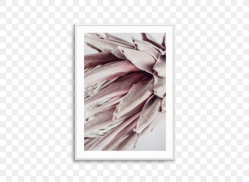 Fine-art Photography Poster King Protea Printing, PNG, 476x600px, Photography, Abstract, Art, Banksia, Feather Download Free