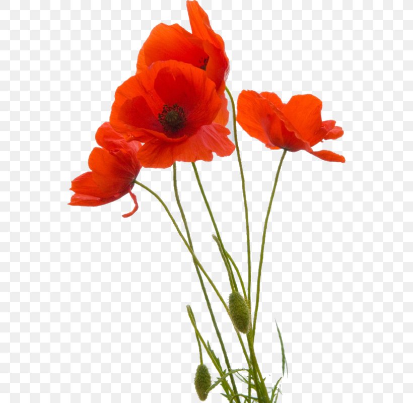 Common Poppy Flower Remembrance Poppy Opium Poppy, PNG, 554x800px, Poppy, Anemone, Armistice Day, Color, Common Poppy Download Free