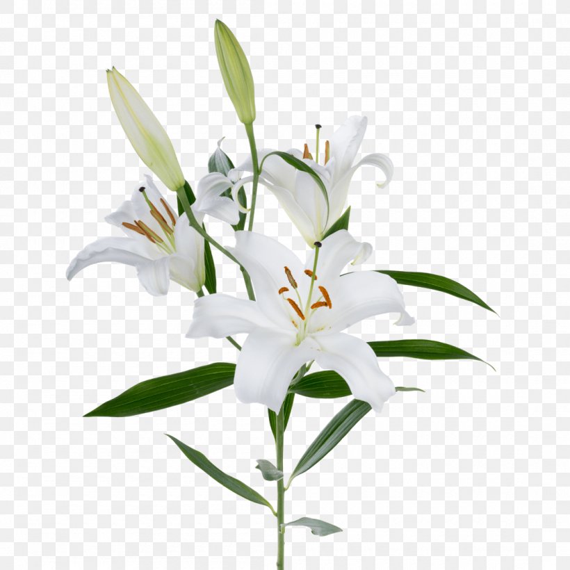 Flower Lily Plant White Stargazer Lily, PNG, 1100x1100px, Flower, Cut Flowers, Dendrobium, Lily, Lily Family Download Free