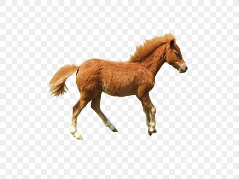 Hackney Pony Foal Mane Hackney Horse, PNG, 900x675px, Pony, Animal Figure, Art, Colt, Deviantart Download Free