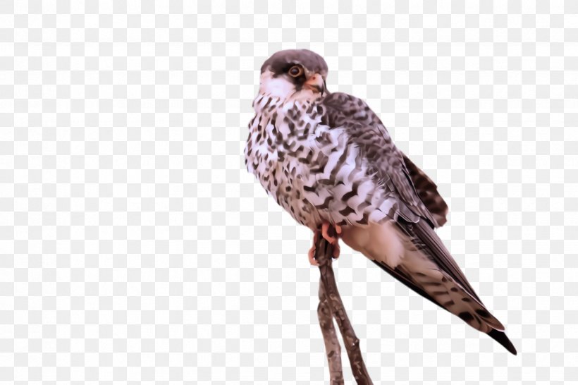 Bird Peregrine Falcon Falcon Beak Bird Of Prey, PNG, 2448x1632px, Bird, Beak, Bird Of Prey, Falcon, Falconiformes Download Free