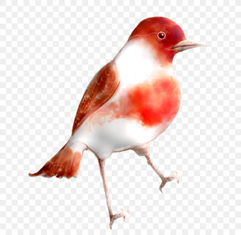 European Robin Bird Clip Art, PNG, 800x800px, European Robin, American Sparrows, Animal, Beak, Bird Download Free