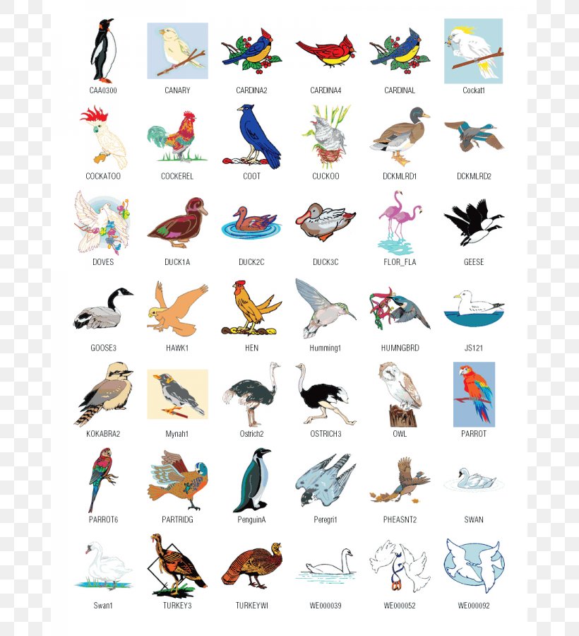 Bird Download Free Content Clip Art, PNG, 675x900px, Bird, Artwork, Footwear, Free Content, Logo Download Free