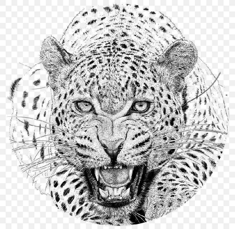 Cheetah Jaguar Drawing Snow Leopard African Leopard Png