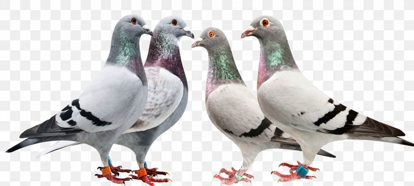 Pigeons And Doves Fauna Beak Feather, PNG, 2048x922px, Pigeons And Doves, Adaptation, Animal Figure, Beak, Bird Download Free