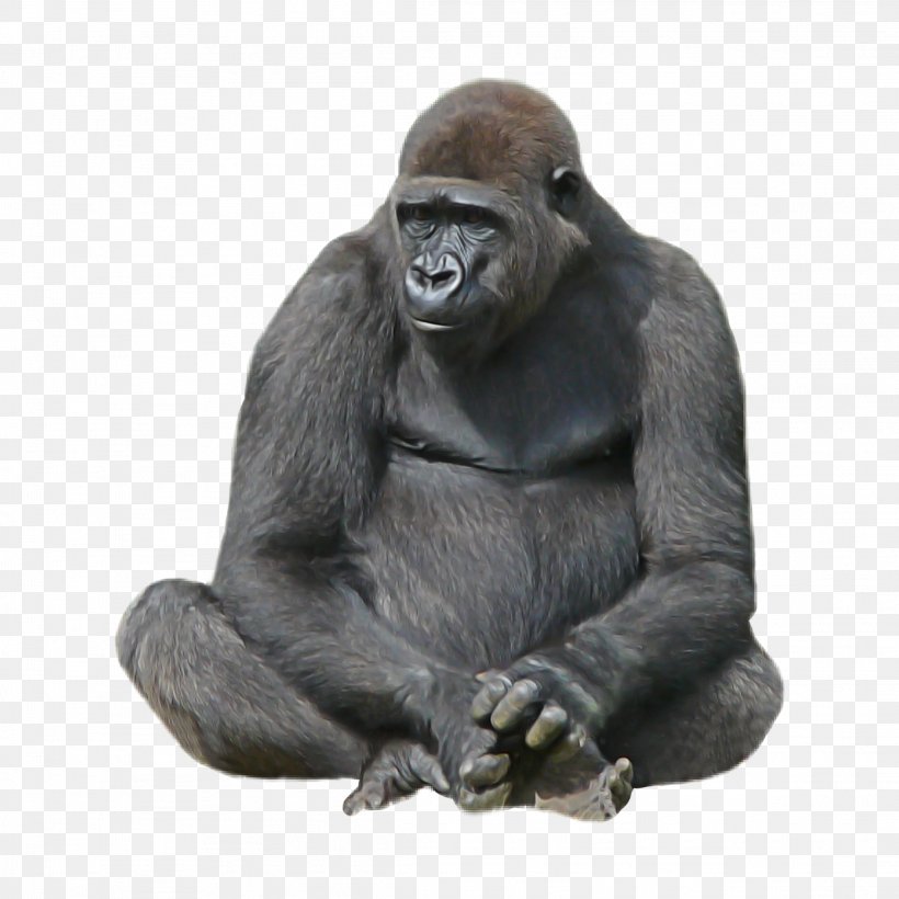 Western Lowland Gorilla Snout Sitting Figurine Animal Figure, PNG, 2289x2289px, Western Lowland Gorilla, Animal Figure, Figurine, Sitting, Snout Download Free