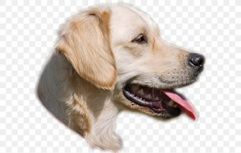 Golden Retriever Puppy Dog Breed Companion Dog, PNG, 600x521px, Golden Retriever, Breed, Carnivoran, Companion Dog, Dog Download Free
