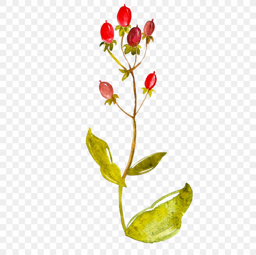 Royalty-free Image Stock Photography Watercolor Painting, PNG, 1600x1600px, Royaltyfree, Branch, Bud, Cut Flowers, Depositphotos Download Free
