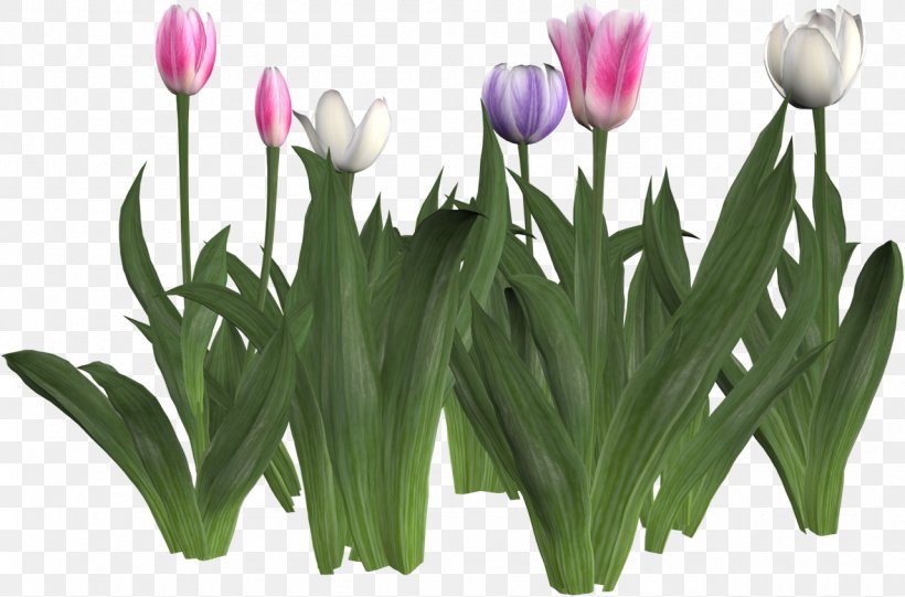 Tulip Cut Flowers Liliaceae Clip Art, PNG, 1280x845px, Tulip, Cut Flowers, Flower, Flowering Plant, Garden Roses Download Free
