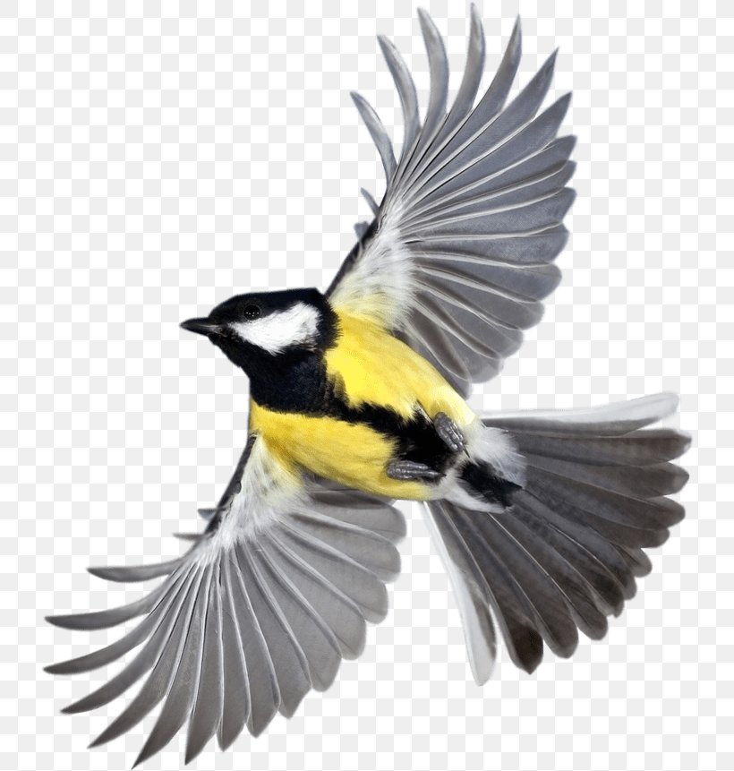 Cartoon Bird, PNG, 731x861px, Bird, American Redstart, Beak, Bird Flight, Bird Nest Download Free
