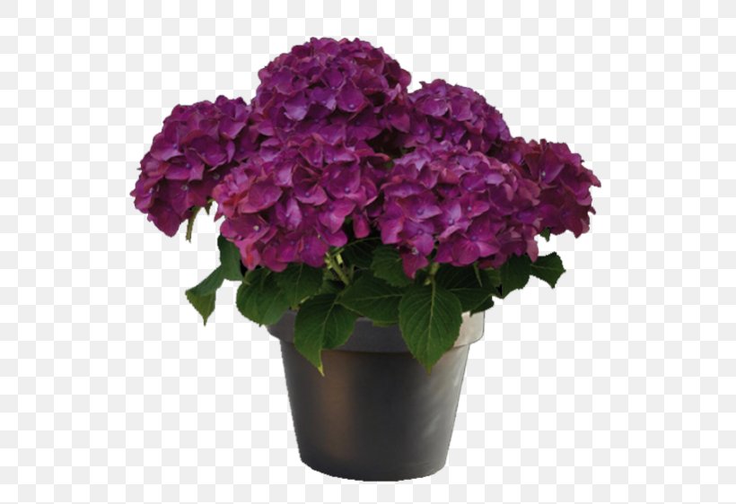 French Hydrangea Purple Plant Red Magenta, PNG, 562x562px, French Hydrangea, Annual Plant, Cornales, Cut Flowers, Flower Download Free