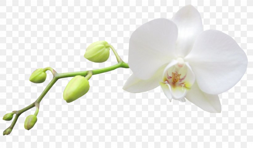 Moth Orchids White Haiku: An Anthology Of Japanese Poems Clip Art, PNG, 3700x2168px, Moth Orchids, Blossom, Branch, Flora, Flower Download Free