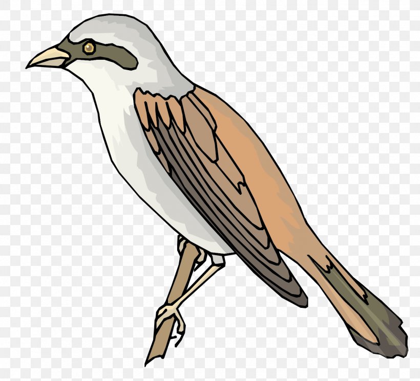 Sparrow Bird, PNG, 1375x1250px, Sparrow, Beak, Bird, Bird Of Prey, Cuculiformes Download Free