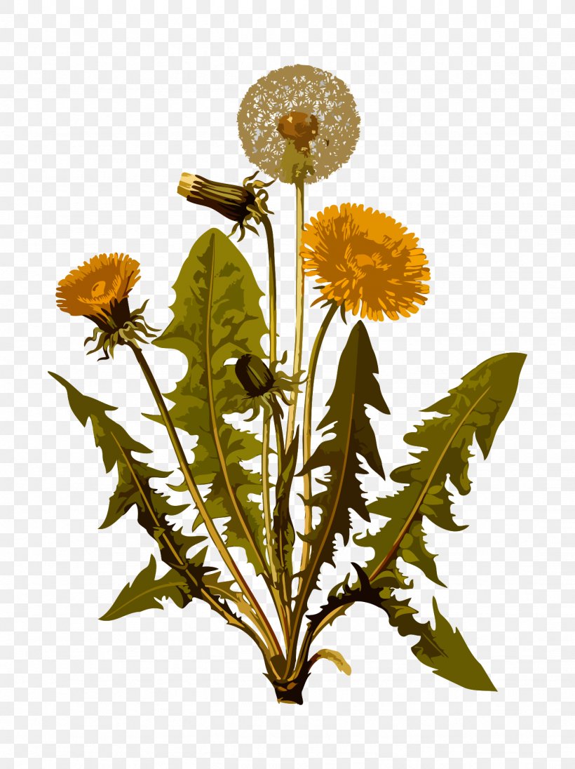 The Teeth Of The Lion Dandelion Coffee The Invasion Of Sandy Bay Itch! Everything You Didn't Want To Know About What Makes You Scratch Common Dandelion, PNG, 1436x1920px, Teeth Of The Lion, Anita Sanchez, Book, Botany, Common Dandelion Download Free