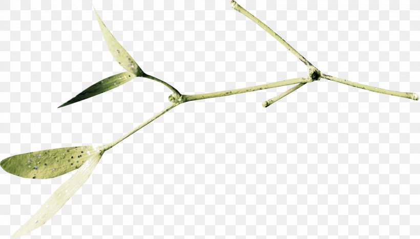 Twig Material Energy, PNG, 3080x1757px, Twig, Branch, Energy, Grass, Leaf Download Free