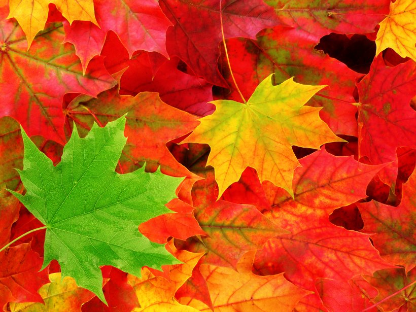 Desktop Wallpaper Autumn Leaf Color Nature Png 1600x1200px 4k Resolution - Fall Leaves Wallpaper Desktop