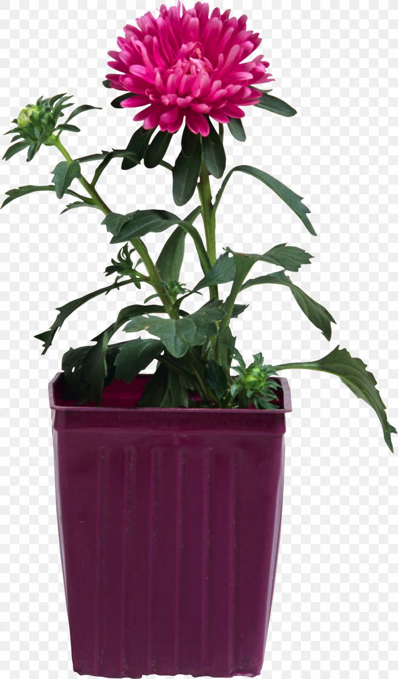 Flowerpot Chrysanthemum Material, PNG, 1374x2344px, Flowerpot, Aster, Bonsai, Child, Chrysanthemum Download Free