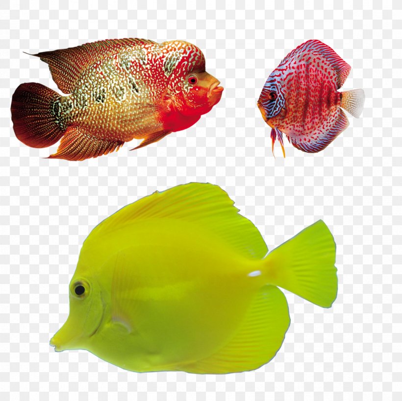 Hagfish Peces De Mar Bony Fishes, PNG, 1181x1181px, Hagfish, Beak, Bony Fishes, Craniate, Deep Sea Fish Download Free