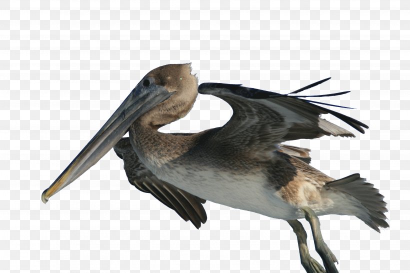 Brown Pelican Bird Fishing Wiki, PNG, 3717x2477px, Brown Pelican, Beak, Bird, Black Marlin, Fauna Download Free
