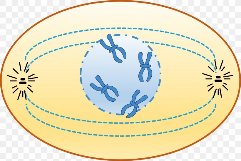 Prophase Interphase Cell Cycle Chromatin Chromosome, PNG, 1427x955px, Prophase, Anaphase, Animal, Area, Ball Download Free